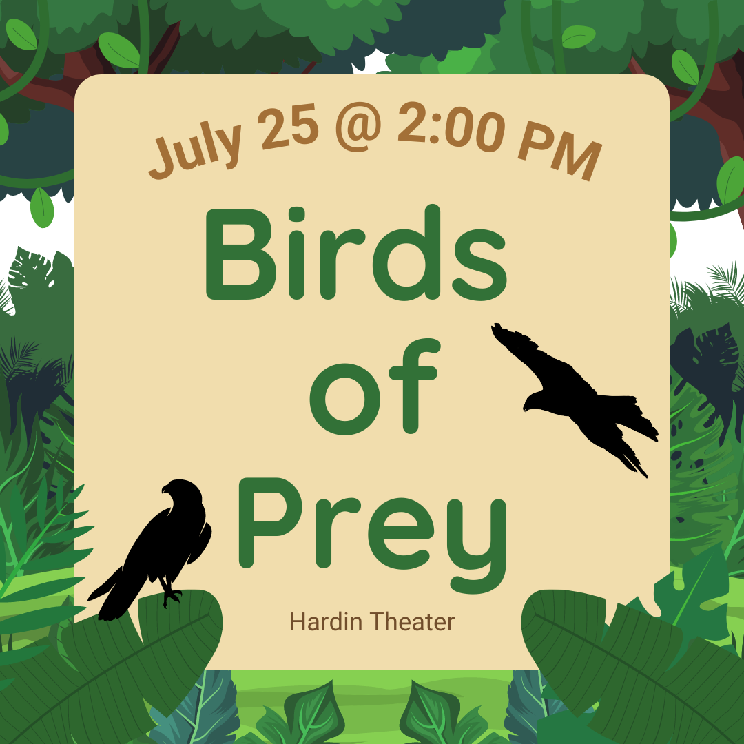 Read more about the article Birds of Prey Show